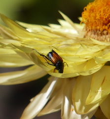 Phyllotocus macleayi