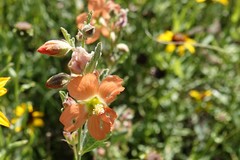 Sphaeralcea coccinea