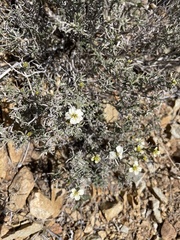 Zinnia acerosa