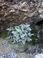 Myriopteris parryi