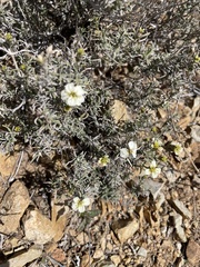 Zinnia acerosa