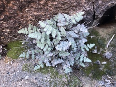 Myriopteris parryi