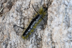 Lophocampa mixta