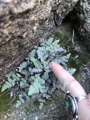 Myriopteris parryi