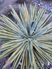 Agave palmeri