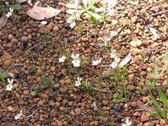Stylidium calcaratum
