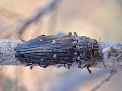 Chrysobothris