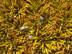 Aciphylla simplex