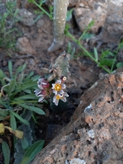 Ceropegia burchardii image