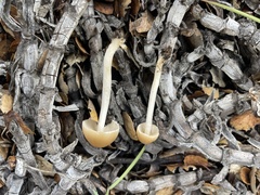 Psathyrella longipes