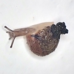 Xerotricha conspurcata