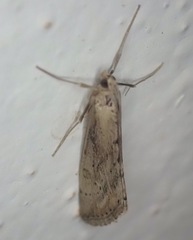 Evergestis isatidalis