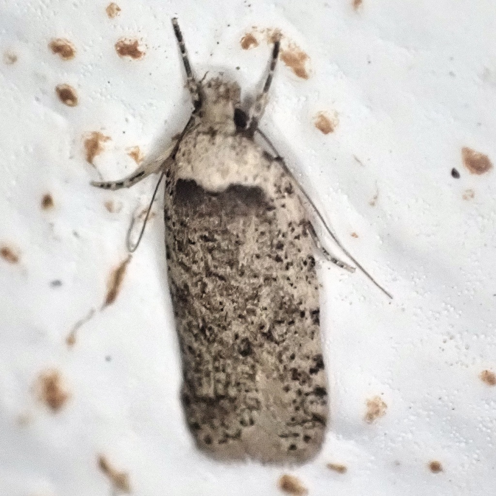 Agonopterix olusatri