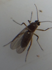 Ceratopogoninae