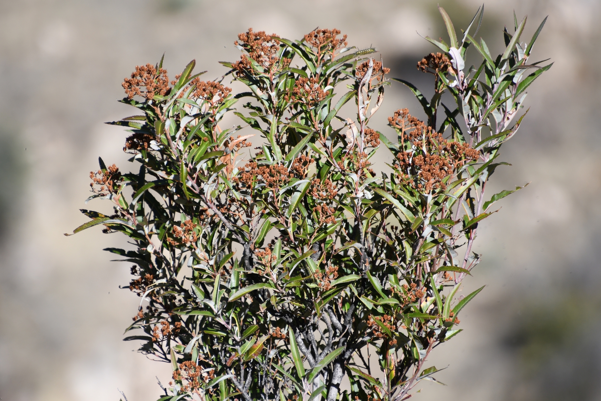 Vauquelinia californica ssp. californica