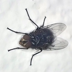 Calliphora