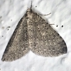 Colostygia multistrigaria