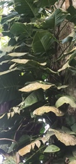 Epipremnum aureum