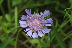 Stokesia laevis