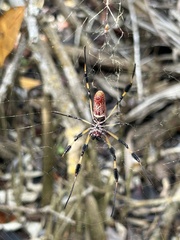 Trichonephila clavipes