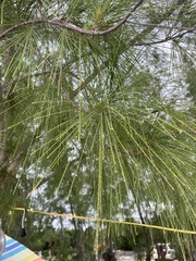 Casuarina equisetifolia