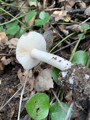 Amanita calyptratoides
