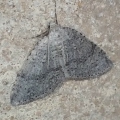 Colostygia multistrigaria