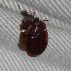 Peltidae