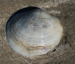 Anodontia alba