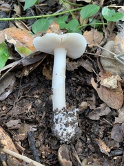 Amanita calyptratoides