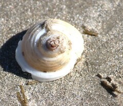 Tonnoidea