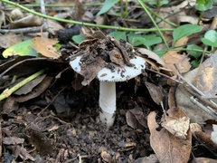 Amanita calyptratoides