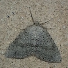 Colostygia multistrigaria