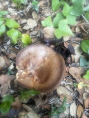 Omphalotus olivascens