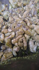 Dermatocarpon luridum