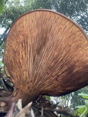 Omphalotus olivascens
