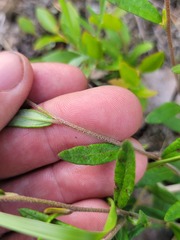 Crocanthemum canadense