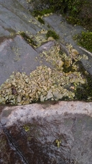 Dermatocarpon luridum