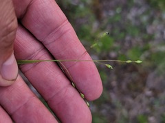 Dichanthelium depauperatum