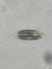 Stylonychinae