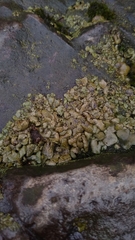 Dermatocarpon luridum