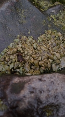 Dermatocarpon luridum