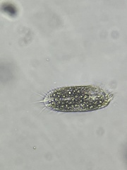 Stylonychinae