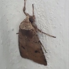 Cerastis faceta