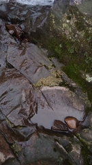 Dermatocarpon luridum