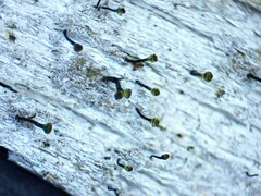 Chaenotheca hispidula