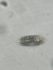 Stylonychinae
