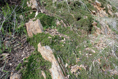 Selaginella hansenii