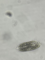 Stylonychinae