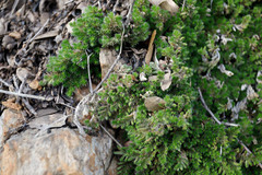 Selaginella hansenii